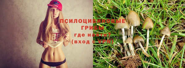 гашик Дмитровск